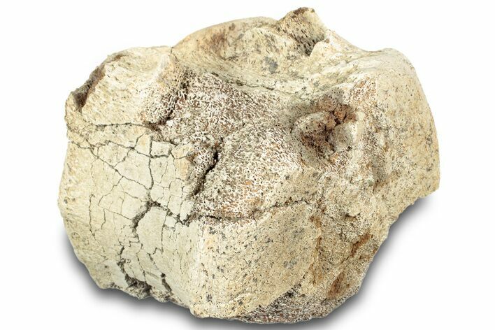 Bargain, Hadrosaur (Edmontosaurus) Vertebra Centrum - Montana #316915